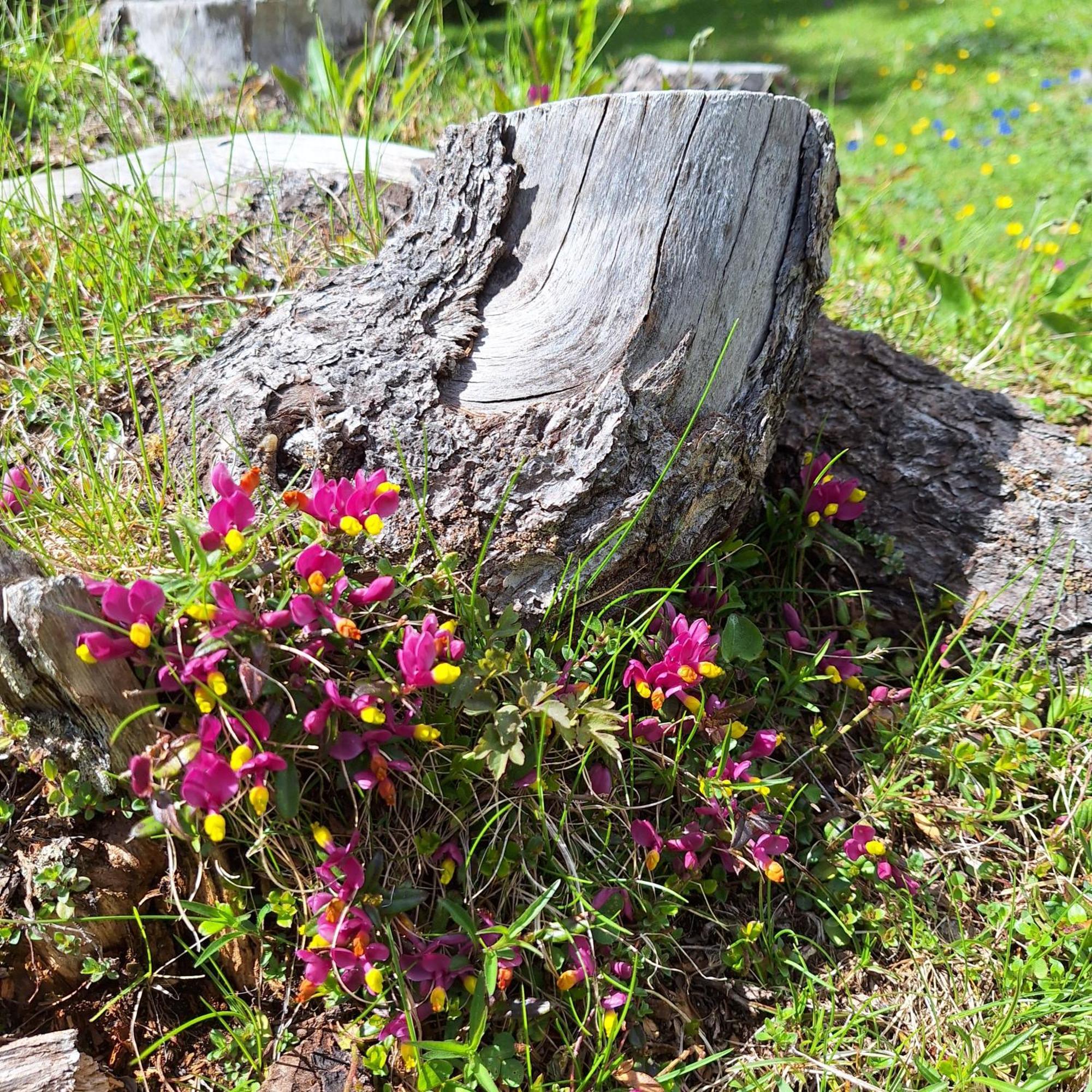 Apartment Romana Selva di Val Gardena Zewnętrze zdjęcie